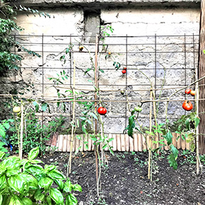 organice vegetable garden casa musa nice