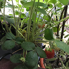 The Organic Vegetable Garden casa musa