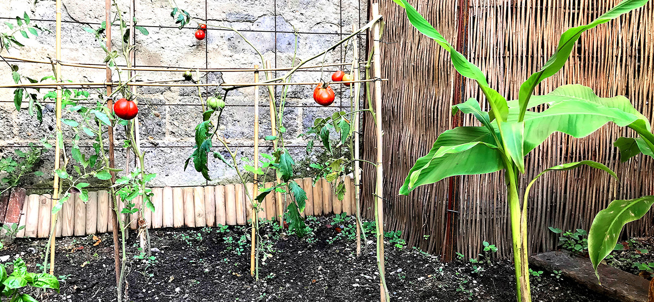 The Organic Vegetable Garden casa musa